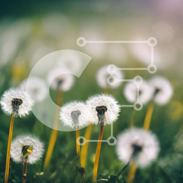 Intra Συλλεκτικό Ξύλινο Παζλ Plywood  4mm - Πεδίο με λευκές πικραλίδες στο γρασίδι Σε Ξύλινο Κουτί - Διαστάσεις: 10x10 cm – 25 κομμάτια