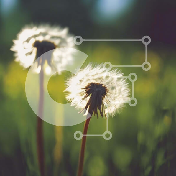 Intra Συλλεκτικό Ξύλινο Παζλ Plywood  4mm - Δύο λουλούδια πικραλίδας σε ένα ηλιόλουστο χωράφι Σε Ξύλινο Κουτί - Διαστάσεις: 10x10 cm – 25 κομμάτια