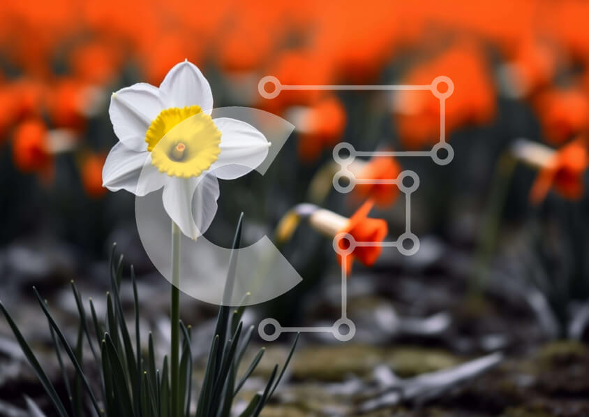 Intra Συλλεκτικό Ξύλινο Παζλ Plywood  4mm - Μονό λευκό και κίτρινο ασφόδελο σε πορτοκαλί άνθος χωράφι Σε Ξύλινο Κουτί - Διαστάσεις: 10x10 cm – 25 κομμάτια