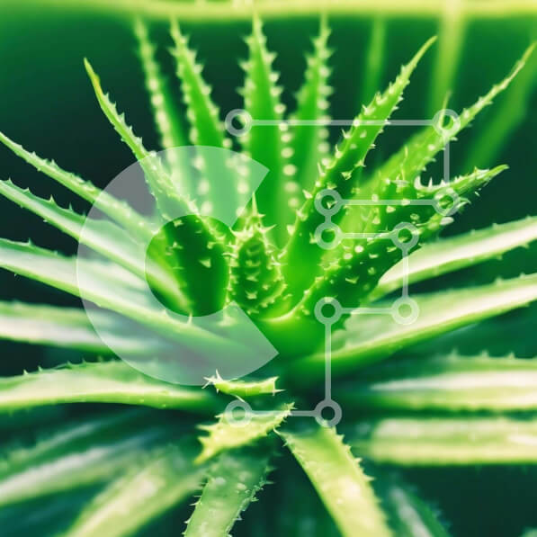 Intra Συλλεκτικό Ξύλινο Παζλ Plywood  4mm - Κοντινό πλάνο πράσινο φυτό Aloe Vera Σε Ξύλινο Κουτί - Διαστάσεις: 10x10 cm – 25 κομμάτια