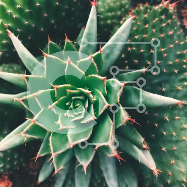 Intra Συλλεκτικό Ξύλινο Παζλ Plywood  4mm - Πράσινο φυτό κάκτου με αιχμηρά αγκάθια Σε Ξύλινο Κουτί - Διαστάσεις: 10x10 cm – 25 κομμάτια