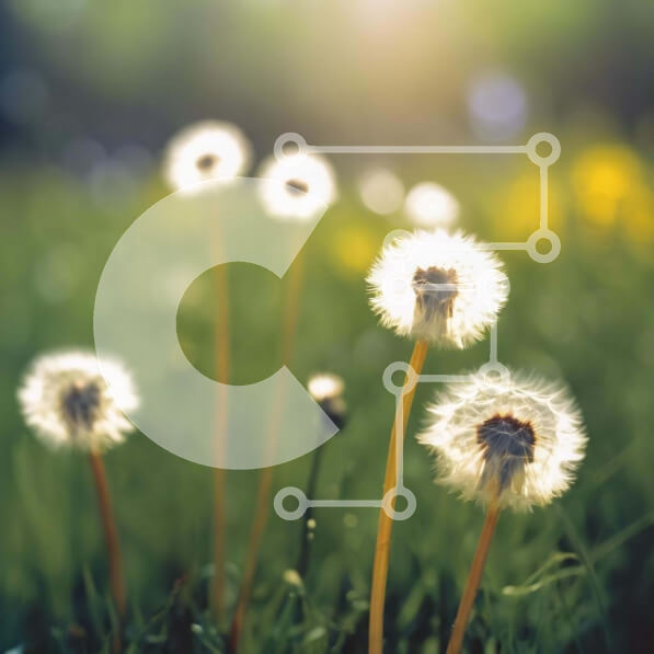 Intra Συλλεκτικό Ξύλινο Παζλ Plywood  4mm - Ανθισμένα λουλούδια πικραλίδας σε ένα ηλιόλουστο χωράφι Σε Ξύλινο Κουτί - Διαστάσεις: 10x10 cm – 25 κομμάτια