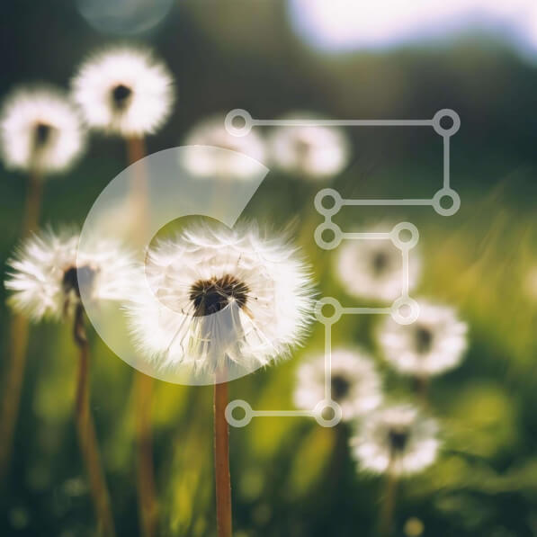 Intra Συλλεκτικό Ξύλινο Παζλ Plywood  4mm - Ανθισμένα λουλούδια πικραλίδας Σε Ξύλινο Κουτί - Διαστάσεις: 10x10 cm – 25 κομμάτια