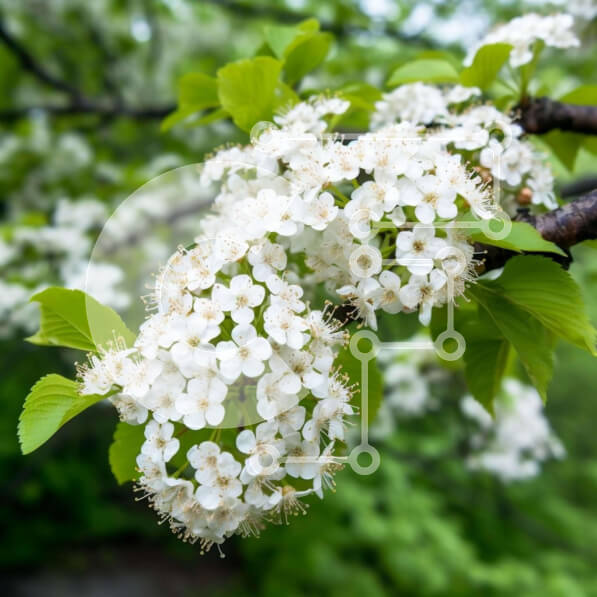 Intra Συλλεκτικό Ξύλινο Παζλ Plywood  4mm - Ανθισμένο κλαδί δέντρου με λευκά λουλούδια και πράσινα φύλλα Σε Ξύλινο Κουτί - Διαστάσεις: 10x10 cm – 25 κομμάτια