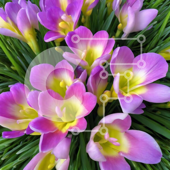 Intra Συλλεκτικό Ξύλινο Παζλ Plywood  4mm - Μπουκέτο με μωβ και κίτρινα λουλούδια σε γρασίδι Σε Ξύλινο Κουτί - Διαστάσεις: 10x10 cm – 25 κομμάτια