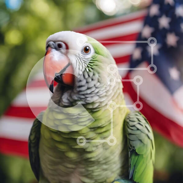 Intra Συλλεκτικό Ξύλινο Παζλ Plywood  4mm - Πράσινος παπαγάλος με φόντο αμερικανική σημαία Σε Ξύλινο Κουτί - Διαστάσεις: 10x10 cm – 25 κομμάτια