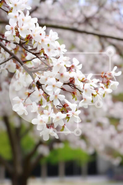 Σετ των 2 Intra Συλλεκτικό Ξύλινο Παζλ Plywood  4mm - Κλαδί δέντρου με λευκά λουλούδια στην αστική περιοχή Σε Ξύλινο Κουτί - Διαστάσεις: 10x10 cm – 25 κομμάτια