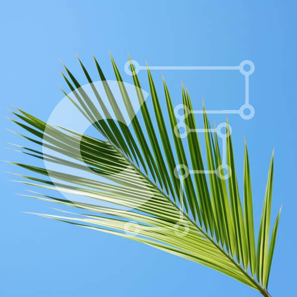 Intra Συλλεκτικό Ξύλινο Παζλ Plywood  4mm - Μονό φύλλο φοίνικα ενάντια στο Blue Sky Σε Ξύλινο Κουτί - Διαστάσεις: 10x10 cm – 25 κομμάτια