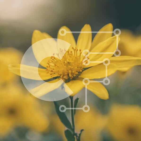 Intra Συλλεκτικό Ξύλινο Παζλ Plywood  4mm - Ζωντανό κίτρινο λουλούδι σε ένα καταπράσινο χωράφι Σε Ξύλινο Κουτί - Διαστάσεις: 10x10 cm – 25 κομμάτια