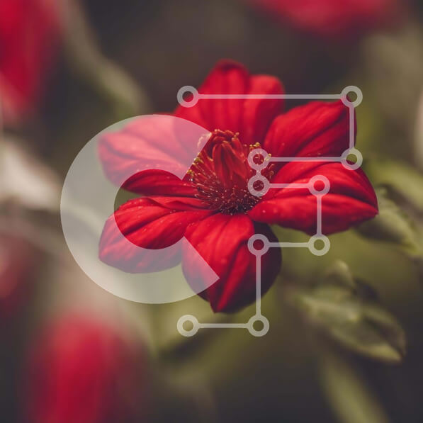 Intra Συλλεκτικό Ξύλινο Παζλ Plywood  4mm - Ζωντανό κόκκινο λουλούδι σε άνθιση Σε Ξύλινο Κουτί - Διαστάσεις: 10x10 cm – 25 κομμάτια