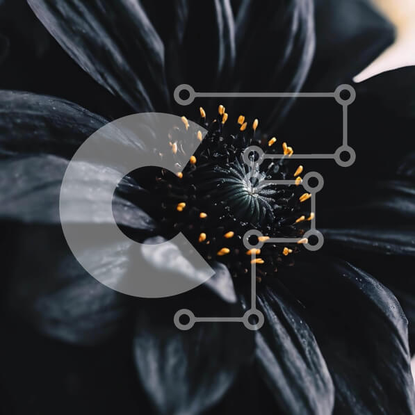 Intra Συλλεκτικό Ξύλινο Παζλ Plywood  4mm - Μαύρο λουλούδι με κίτρινα κέντρα - εικόνα από κοντά Σε Ξύλινο Κουτί - Διαστάσεις: 10x10 cm – 25 κομμάτια