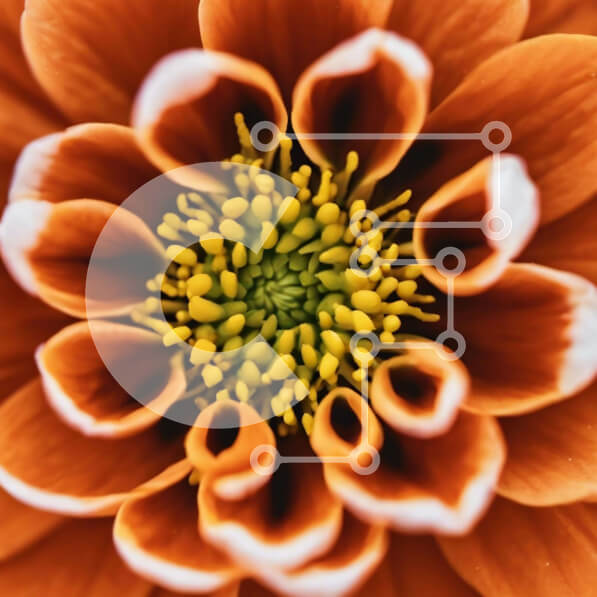 Intra Συλλεκτικό Ξύλινο Παζλ Plywood  4mm - Κοντινό πλάνο πορτοκαλί λουλουδιών με κίτρινα κέντρα Σε Ξύλινο Κουτί - Διαστάσεις: 10x10 cm – 25 κομμάτια