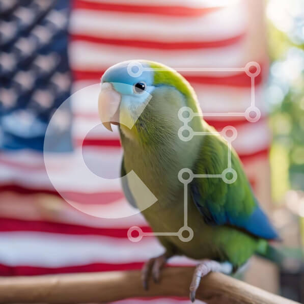 Intra Συλλεκτικό Ξύλινο Παζλ Plywood  4mm - Πράσινος παπαγάλος σκαρφαλωμένος σε υποκατάστημα αμερικανικής σημαίας Σε Ξύλινο Κουτί - Διαστάσεις: 10x10 cm – 25 κομμάτια