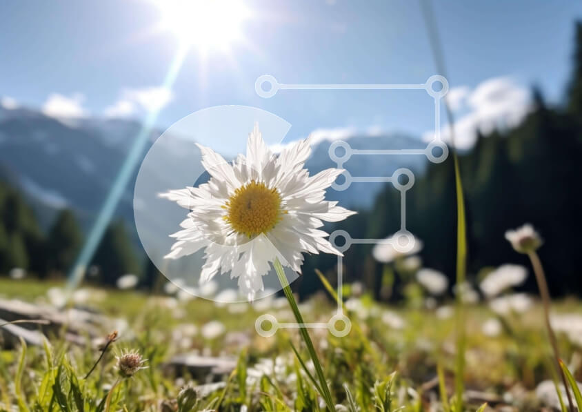 Intra Συλλεκτικό Ξύλινο Παζλ Plywood  4mm - Λευκή Μαργαρίτα στο Λιβάδι με τα βουνά Σε Ξύλινο Κουτί - Διαστάσεις: 10x10 cm – 25 κομμάτια