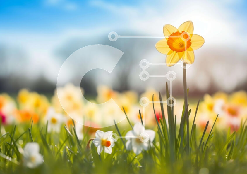 Intra Συλλεκτικό Ξύλινο Παζλ Plywood  4mm - Ενιαίος κίτρινος ασφόδελος σε ένα χωράφι με λουλούδια Σε Ξύλινο Κουτί - Διαστάσεις: 10x10 cm – 25 κομμάτια