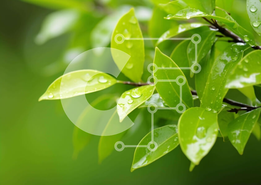 Intra Συλλεκτικό Ξύλινο Παζλ Plywood  4mm - Κοντινό πλάνο από φρέσκα πράσινα φύλλα με σταγονίδια νερού Σε Ξύλινο Κουτί - Διαστάσεις: 10x10 cm – 25 κομμάτια