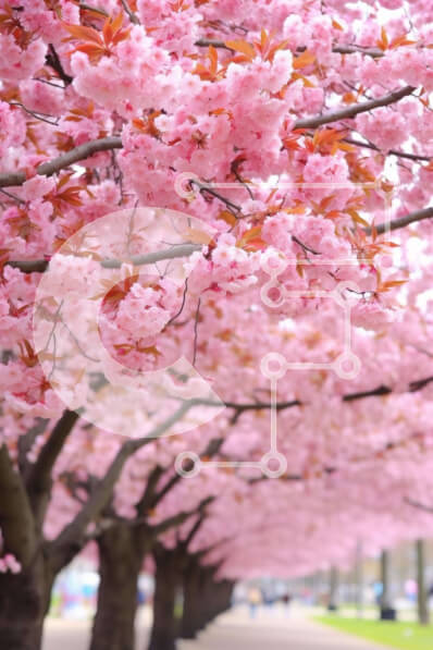 Σετ των 2 Intra Συλλεκτικό Ξύλινο Παζλ Plywood  4mm - Σειρά δέντρων με ροζ άνθη και ανθρώπους που περπατούν Σε Ξύλινο Κουτί - Διαστάσεις: 10x10 cm – 25 κομμάτια