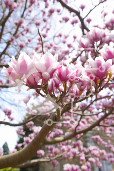 Σετ των 2 Intra Συλλεκτικό Ξύλινο Παζλ Plywood  4mm - Κλαδί δέντρου με ανθισμένα ροζ λουλούδια Σε Ξύλινο Κουτί - Διαστάσεις: 10x10 cm – 25 κομμάτια