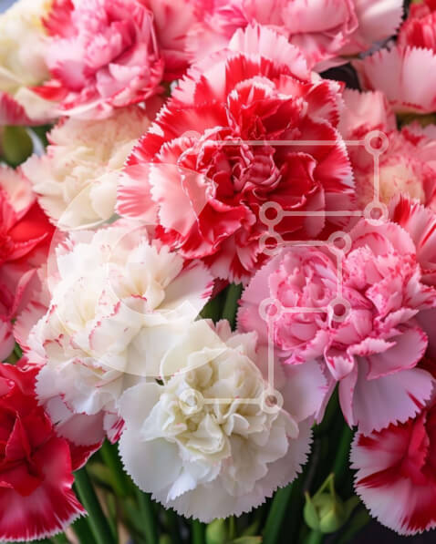 Intra Συλλεκτικό Ξύλινο Παζλ Plywood  4mm - Πολύχρωμο μπουκέτο με γαρίφαλα και ανθισμένα λουλούδια Σε Ξύλινο Κουτί - Διαστάσεις: 10x10 cm – 25 κομμάτια