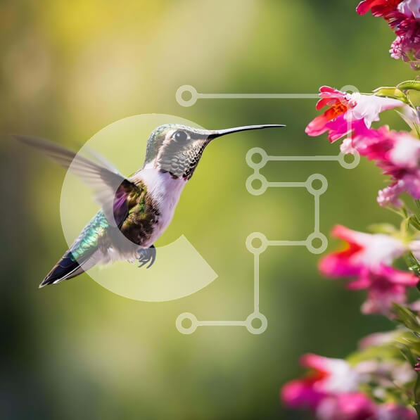 Intra Συλλεκτικό Ξύλινο Παζλ Plywood  4mm - Κολίμπρι κοντά σε ροζ λουλούδια Σε Ξύλινο Κουτί - Διαστάσεις: 10x10 cm – 25 κομμάτια