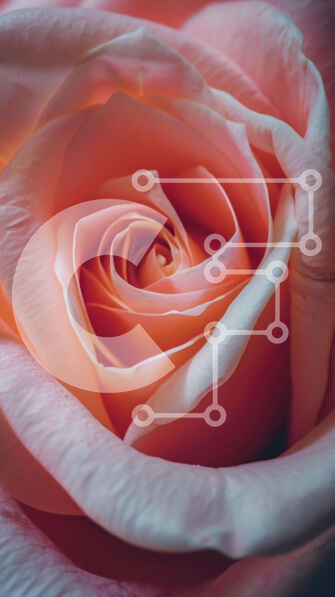 Σετ των 2 Intra Συλλεκτικό Ξύλινο Παζλ Plywood  4mm - Ροζ τριαντάφυλλο στην άνθιση Σε Ξύλινο Κουτί - Διαστάσεις: 10x10 cm – 25 κομμάτια