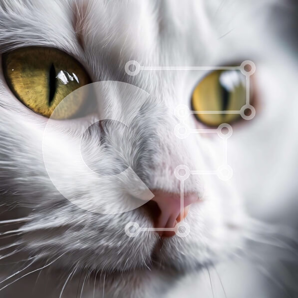 Intra Συλλεκτικό Ξύλινο Παζλ Plywood  4mm - Περίεργη λευκή γάτα με κίτρινα μάτια κοιτάζοντας επίμονα την κάμερα Σε Ξύλινο Κουτί - Διαστάσεις: 10x10 cm – 25 κομμάτια