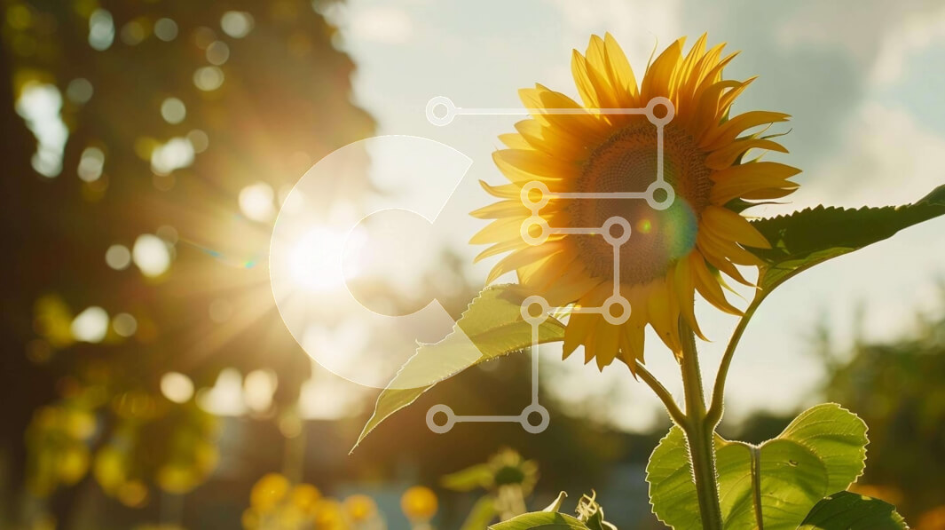 Intra Συλλεκτικό Ξύλινο Παζλ Plywood  4mm - Ηλίανθος σε ένα ανοιχτό χωράφι Σε Ξύλινο Κουτί - Διαστάσεις: 10x10 cm – 25 κομμάτια