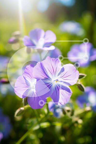 Σετ των 2 Intra Συλλεκτικό Ξύλινο Παζλ Plywood  4mm - Μωβ λουλούδια στο πράσινο πεδίο με το έντονο φως του ήλιου Σε Ξύλινο Κουτί - Διαστάσεις: 10x10 cm – 25 κομμάτια