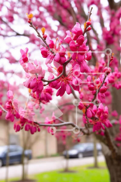 Σετ των 2 Intra Συλλεκτικό Ξύλινο Παζλ Plywood  4mm - Ροζ ανθισμένο δέντρο με ανθισμένα λουλούδια και παρκαρισμένα αυτοκίνητα Σε Ξύλινο Κουτί - Διαστάσεις: 10x10 cm – 25 κομμάτια