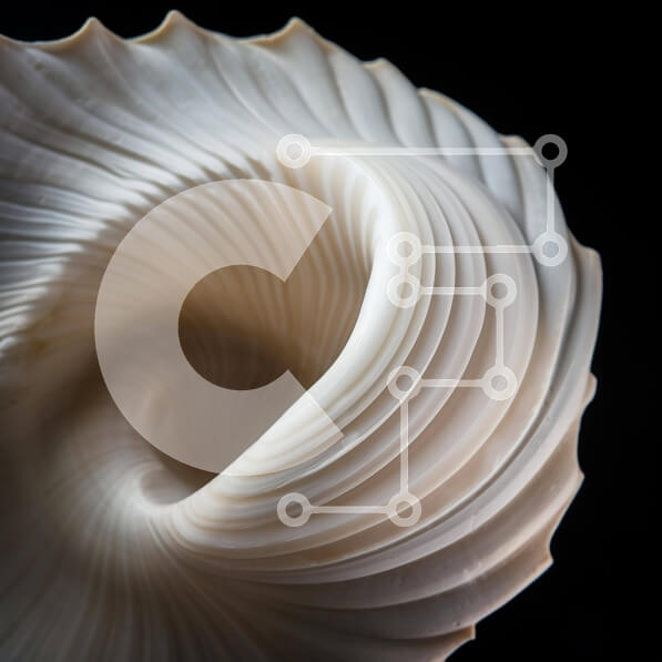 Intra Συλλεκτικό Ξύλινο Παζλ Plywood  4mm - Λευκό σπιράλ θαλασσινό κοχύλι Σε Ξύλινο Κουτί - Διαστάσεις: 10x10 cm – 25 κομμάτια