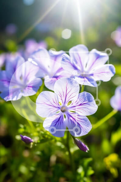 Σετ των 2 Intra Συλλεκτικό Ξύλινο Παζλ Plywood  4mm - Ανθισμένα μοβ λουλούδια στο φως του ήλιου Σε Ξύλινο Κουτί - Διαστάσεις: 10x10 cm – 25 κομμάτια