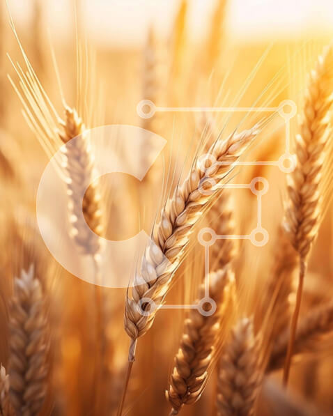 Intra Συλλεκτικό Ξύλινο Παζλ Plywood  4mm - Χωράφι με χρυσό σιτάρι έτοιμο για συγκομιδή Σε Ξύλινο Κουτί - Διαστάσεις: 10x10 cm – 25 κομμάτια