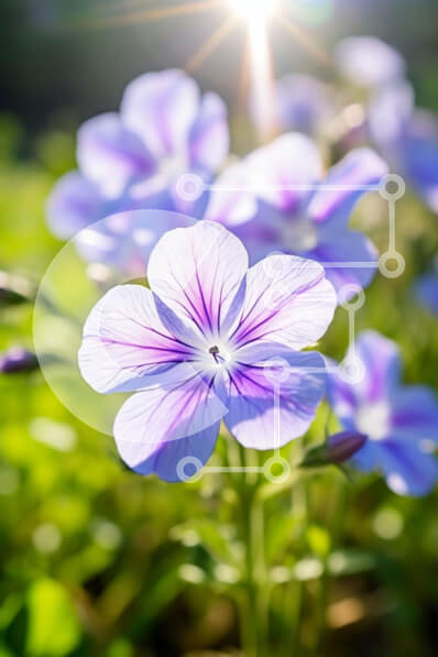 Σετ των 2 Intra Συλλεκτικό Ξύλινο Παζλ Plywood  4mm - Μωβ λουλούδια σε ένα πράσινο πεδίο Σε Ξύλινο Κουτί - Διαστάσεις: 10x10 cm – 25 κομμάτια