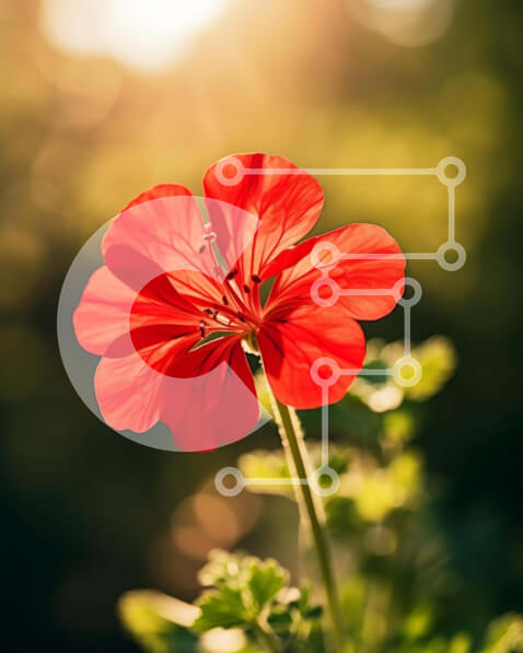 Intra Συλλεκτικό Ξύλινο Παζλ Plywood  4mm - Μονό κόκκινο λουλούδι στη φύση με πράσινα φύλλα Σε Ξύλινο Κουτί - Διαστάσεις: 10x10 cm – 25 κομμάτια