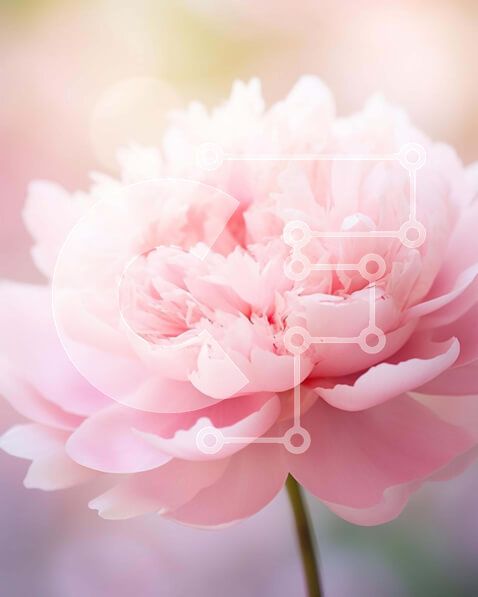 Σετ των 2 Intra Συλλεκτικό Ξύλινο Παζλ Plywood  4mm - Ροζ λουλούδι παιώνιας σε πλήρη άνθιση Σε Ξύλινο Κουτί - Διαστάσεις: 10x10 cm – 25 κομμάτια