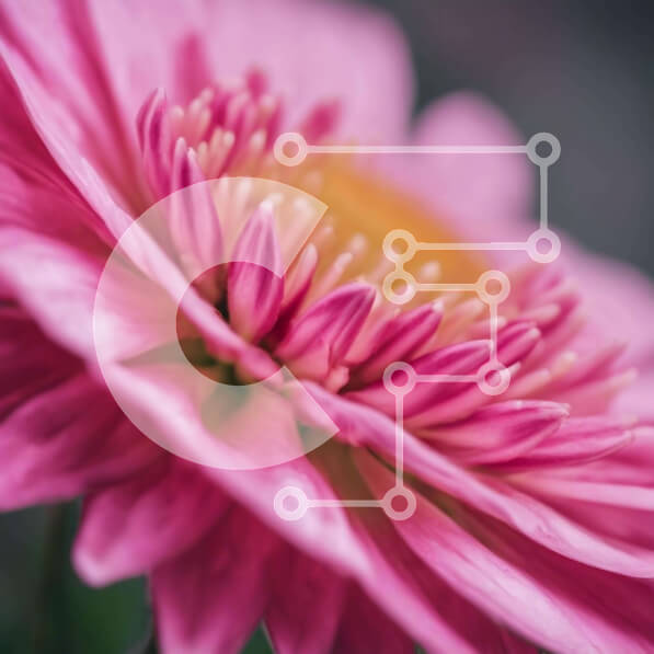 Intra Συλλεκτικό Ξύλινο Παζλ Plywood  4mm - Κοντινό πλάνο του ροζ ανθισμένου λουλουδιού Σε Ξύλινο Κουτί - Διαστάσεις: 10x10 cm – 25 κομμάτια