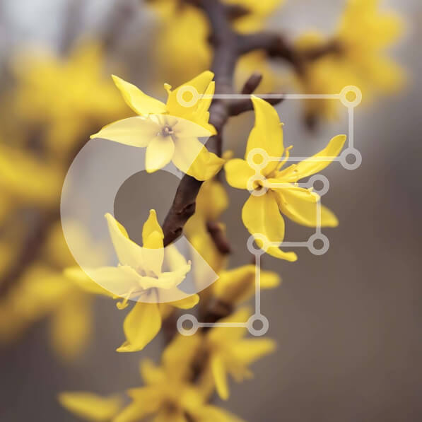 Intra Συλλεκτικό Ξύλινο Παζλ Plywood  4mm - Κίτρινα λουλούδια που ανθίζουν σε ένα κλαδί Σε Ξύλινο Κουτί - Διαστάσεις: 10x10 cm – 25 κομμάτια