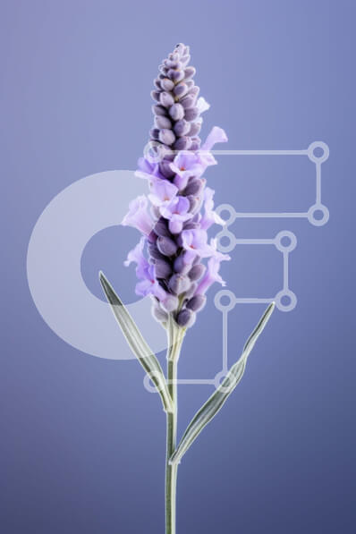 Σετ των 2 Intra Συλλεκτικό Ξύλινο Παζλ Plywood  4mm - Λουλούδι λεβάντας σε φόντο κλίσης Σε Ξύλινο Κουτί - Διαστάσεις: 10x10 cm – 25 κομμάτια