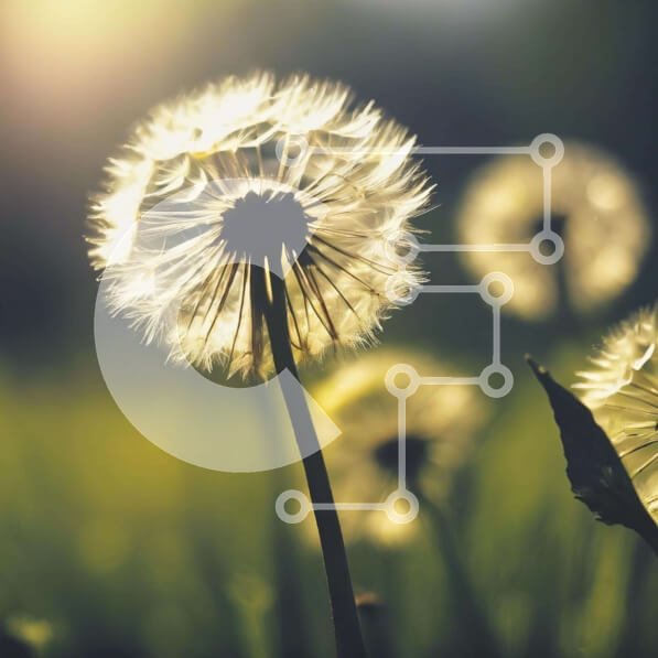 Intra Συλλεκτικό Ξύλινο Παζλ Plywood  4mm - Ανθισμένα λουλούδια πικραλίδας σε ένα χορταριασμένο χωράφι Σε Ξύλινο Κουτί - Διαστάσεις: 10x10 cm – 25 κομμάτια