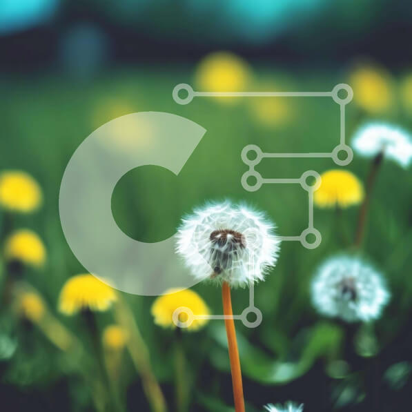 Intra Συλλεκτικό Ξύλινο Παζλ Plywood  4mm - Ανθισμένα λουλούδια πικραλίδας σε ένα καταπράσινο χωράφι Σε Ξύλινο Κουτί - Διαστάσεις: 10x10 cm – 25 κομμάτια