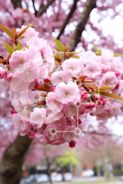 Σετ των 2 Intra Συλλεκτικό Ξύλινο Παζλ Plywood  4mm - Cherry Blossom Tree σε αστικό περιβάλλον Σε Ξύλινο Κουτί - Διαστάσεις: 10x10 cm – 25 κομμάτια