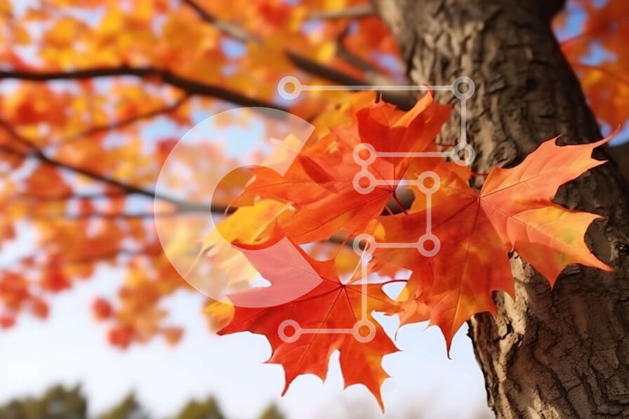 Intra Συλλεκτικό Ξύλινο Παζλ Plywood  4mm - Κοντινό πλάνο σφενδάμνου με κόκκινα και πορτοκαλί φύλλα Σε Ξύλινο Κουτί - Διαστάσεις: 10x10 cm – 25 κομμάτια