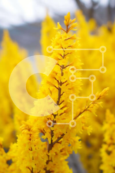 Σετ των 2 Intra Συλλεκτικό Ξύλινο Παζλ Plywood  4mm - Κοντινό πλάνο κίτρινων λουλουδιών Σε Ξύλινο Κουτί - Διαστάσεις: 10x10 cm – 25 κομμάτια