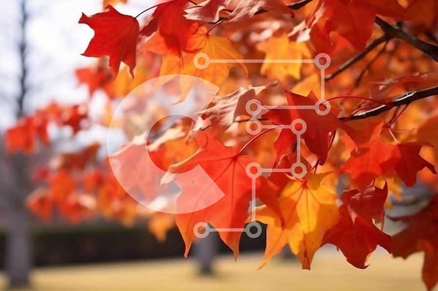 Intra Συλλεκτικό Ξύλινο Παζλ Plywood  4mm - Φθινοπωρινό σφενδάμι με κόκκινα φύλλα στον ανοιχτό χώρο Σε Ξύλινο Κουτί - Διαστάσεις: 10x10 cm – 25 κομμάτια