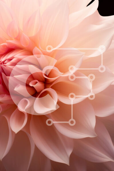 Σετ των 2 Intra Συλλεκτικό Ξύλινο Παζλ Plywood  4mm - Ανθισμένο ροζ λουλούδι σε μαύρο φόντο Σε Ξύλινο Κουτί - Διαστάσεις: 10x10 cm – 25 κομμάτια