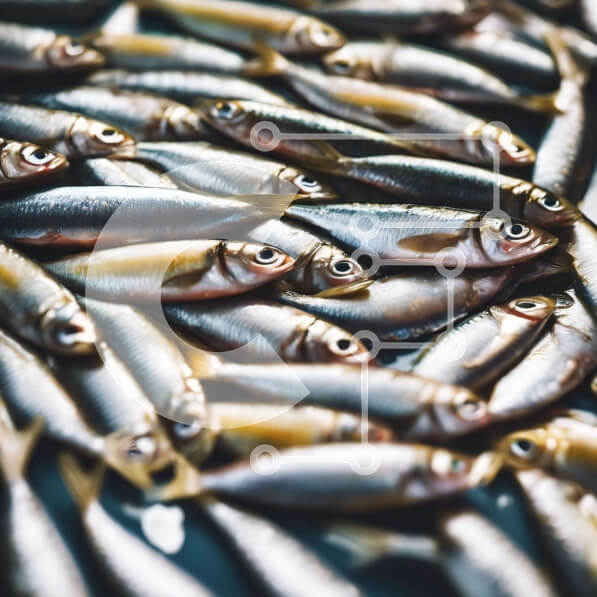 Σετ των 2 Intra Συλλεκτικό Ξύλινο Παζλ Plywood  4mm - Ποικιλία φρέσκων ψαριών για δόλωμα ή φαγητό Σε Ξύλινο Κουτί - Διαστάσεις: 10x10 cm – 25 κομμάτια