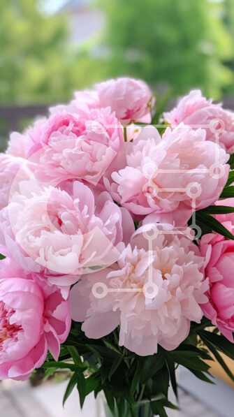 Σετ των 2 Intra Συλλεκτικό Ξύλινο Παζλ Plywood  4mm - Ροζ παιώνιες σε βάζο στο τραπέζι εξωτερικού χώρου Σε Ξύλινο Κουτί - Διαστάσεις: 10x10 cm – 25 κομμάτια