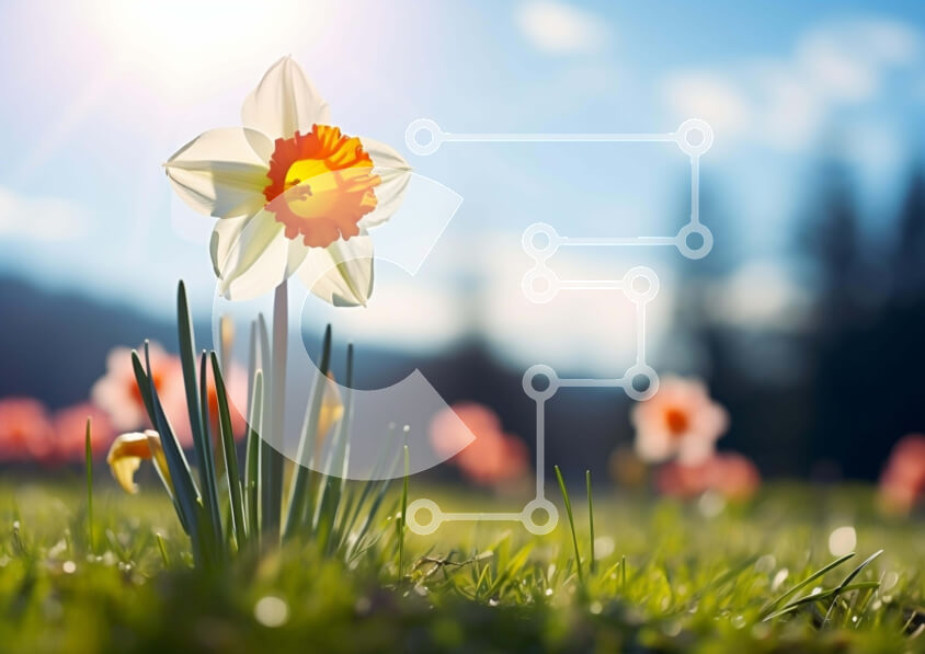 Intra Συλλεκτικό Ξύλινο Παζλ Plywood  4mm - Κίτρινο και άσπρο λουλούδι ασφόδελου στο φως του ήλιου Σε Ξύλινο Κουτί - Διαστάσεις: 10x10 cm – 25 κομμάτια