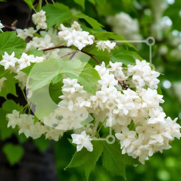 Intra Συλλεκτικό Ξύλινο Παζλ Plywood  4mm - Γαλήνιο δέντρο με λευκά λουλούδια και μέλισσες Σε Ξύλινο Κουτί - Διαστάσεις: 10x10 cm – 25 κομμάτια