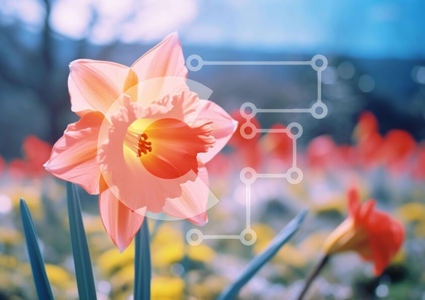 Intra Συλλεκτικό Ξύλινο Παζλ Plywood  4mm - Πορτοκαλί λουλούδι σε ένα χωράφι με κίτρινα και πορτοκαλί λουλούδια Σε Ξύλινο Κουτί - Διαστάσεις: 10x10 cm – 25 κομμάτια